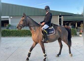 KWPN, Giumenta, 14 Anni, 162 cm