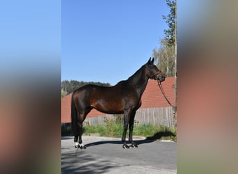 KWPN, Giumenta, 14 Anni, 163 cm, Baio