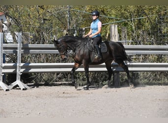 KWPN, Giumenta, 14 Anni, 163 cm, Baio