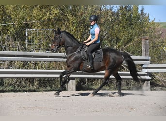 KWPN, Giumenta, 14 Anni, 163 cm, Baio
