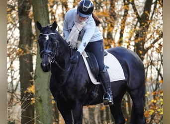 KWPN, Giumenta, 14 Anni, 165 cm, Baio nero