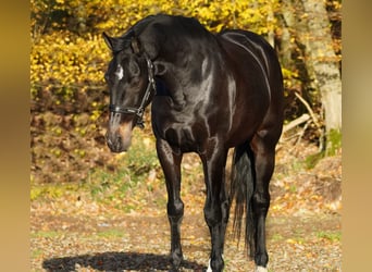 KWPN, Giumenta, 14 Anni, 165 cm, Baio nero