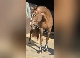 KWPN, Giumenta, 14 Anni, 165 cm, Sauro scuro