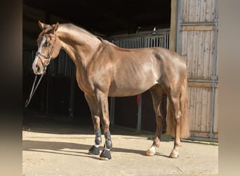 KWPN, Giumenta, 14 Anni, 165 cm, Sauro scuro