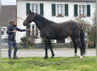 KWPN, Giumenta, 14 Anni, 166 cm, Baio scuro