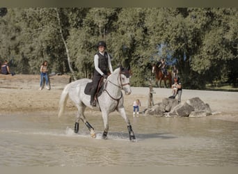 KWPN, Giumenta, 14 Anni, 166 cm, Grigio