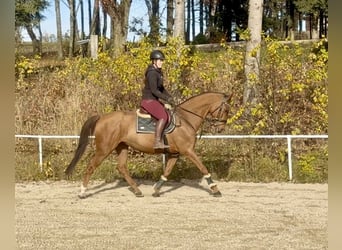 KWPN, Giumenta, 14 Anni, 167 cm, Sauro