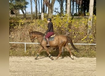 KWPN, Giumenta, 14 Anni, 167 cm, Sauro