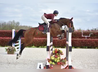 KWPN, Giumenta, 14 Anni, 168 cm, Baio