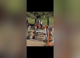 KWPN, Giumenta, 14 Anni, Baio scuro
