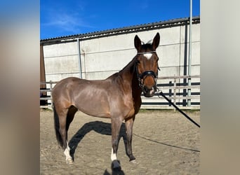 KWPN, Giumenta, 15 Anni, 163 cm, Baio