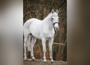 KWPN, Giumenta, 15 Anni, 164 cm, Grigio trotinato