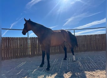 KWPN, Giumenta, 15 Anni, 170 cm, Baio