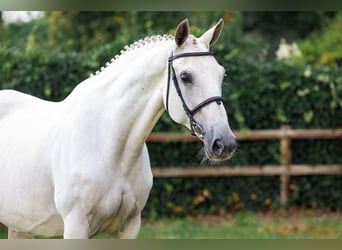 KWPN, Giumenta, 15 Anni, Grigio