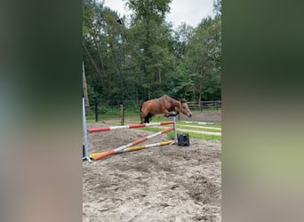 KWPN, Giumenta, 16 Anni, 127 cm, Baio