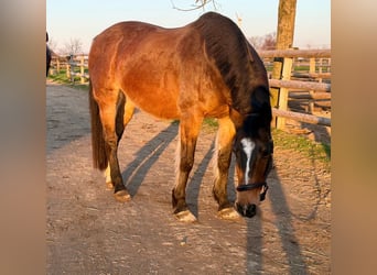 KWPN, Giumenta, 16 Anni, 160 cm, Baio