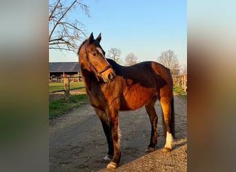 KWPN, Giumenta, 16 Anni, 160 cm, Baio