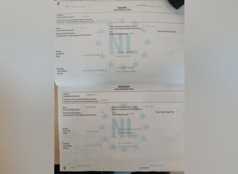 KWPN, Giumenta, 16 Anni, 168 cm, Baio