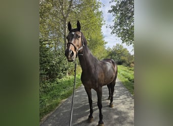KWPN, Giumenta, 16 Anni, 170 cm, Baio