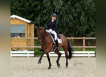 KWPN, Giumenta, 16 Anni, 173 cm, Baio