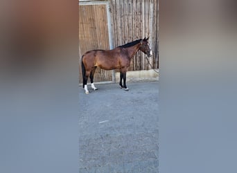 KWPN, Giumenta, 16 Anni, 175 cm, Baio