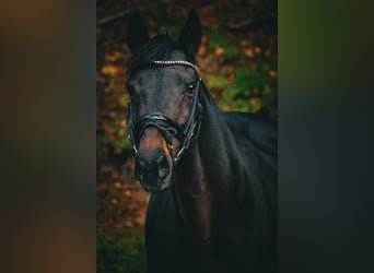 KWPN, Giumenta, 17 Anni, 160 cm, Baio scuro