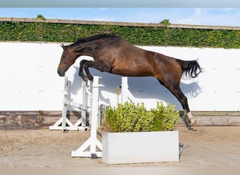 KWPN, Giumenta, 17 Anni, 164 cm, Baio scuro