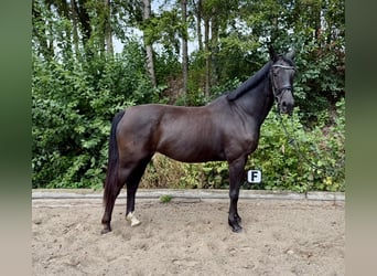 KWPN, Giumenta, 17 Anni, 168 cm, Morello