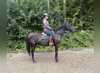 KWPN, Giumenta, 17 Anni, 168 cm, Morello