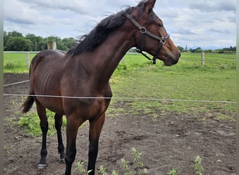 KWPN, Giumenta, 1 Anno, 160 cm, Baio