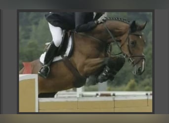 KWPN, Giumenta, 21 Anni, 167 cm, Baio