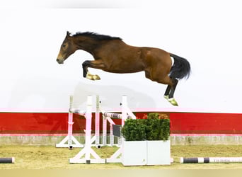 KWPN, Giumenta, 2 Anni, 155 cm