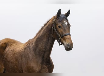 KWPN, Giumenta, 2 Anni, 155 cm