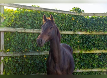 KWPN, Giumenta, 2 Anni, 159 cm, Baio scuro