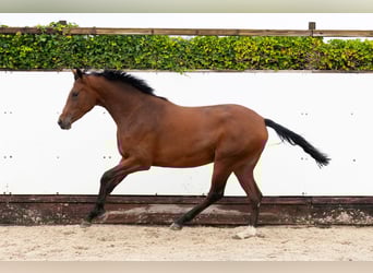 KWPN, Giumenta, 2 Anni, 160 cm, Baio scuro