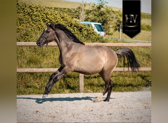 KWPN, Giumenta, 2 Anni, 160 cm, Grullo