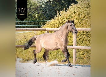 KWPN, Giumenta, 2 Anni, 160 cm, Grullo