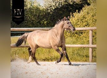 KWPN, Giumenta, 2 Anni, 160 cm, Grullo