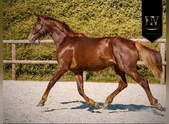 KWPN, Giumenta, 2 Anni, 160 cm, Sauro scuro