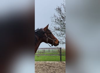 KWPN, Giumenta, 2 Anni, 164 cm, Baio