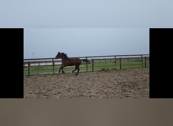 KWPN, Giumenta, 2 Anni, 164 cm, Baio