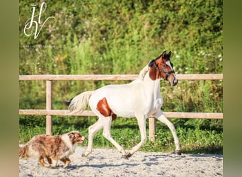 KWPN, Giumenta, 2 Anni, Tobiano-tutti i colori