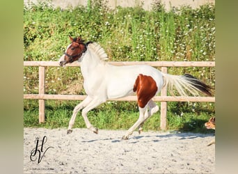 KWPN, Giumenta, 2 Anni, Tobiano-tutti i colori