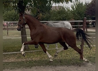 KWPN, Giumenta, 3 Anni, 158 cm, Sauro scuro
