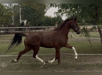 KWPN, Giumenta, 3 Anni, 158 cm, Sauro scuro