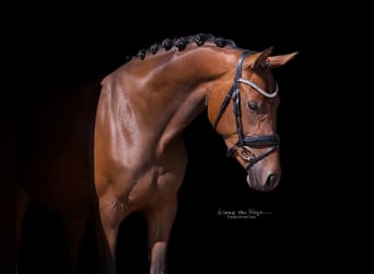 KWPN, Giumenta, 3 Anni, 160 cm, Baio