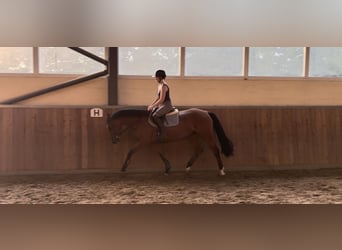 KWPN, Giumenta, 3 Anni, 160 cm, Baio