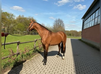 KWPN, Giumenta, 3 Anni, 160 cm, Baio