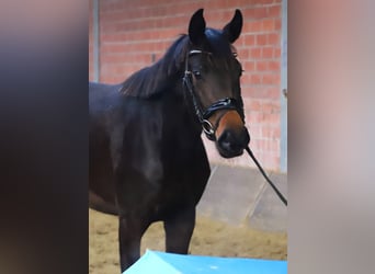 KWPN, Giumenta, 3 Anni, 160 cm, Baio scuro