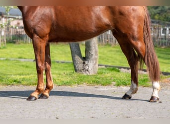 KWPN, Giumenta, 3 Anni, 160 cm